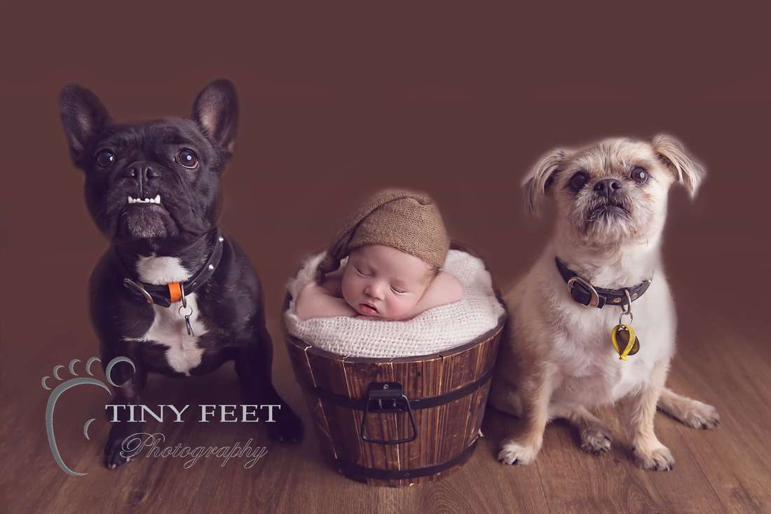 Tiny Feet Photography, newborn baby boy posed chin in hands in bucket with family dogs