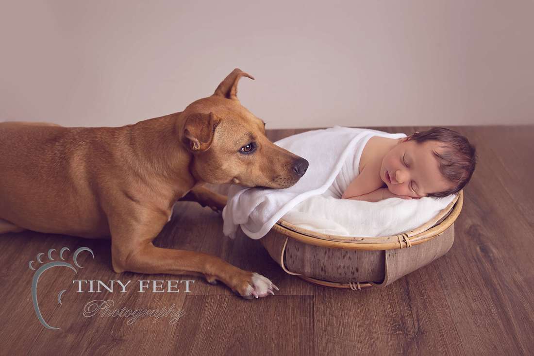 Tiny Feet Photography, newborn baby girl with pet dog