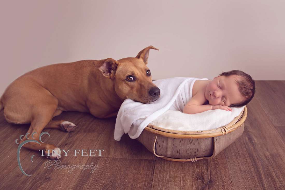 Tiny Feet Photography, newborn baby girl in bowl with pet dog