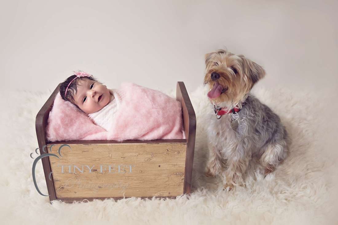 Tiny Feet Photography newborn baby girl posed in wooden bed with dog
