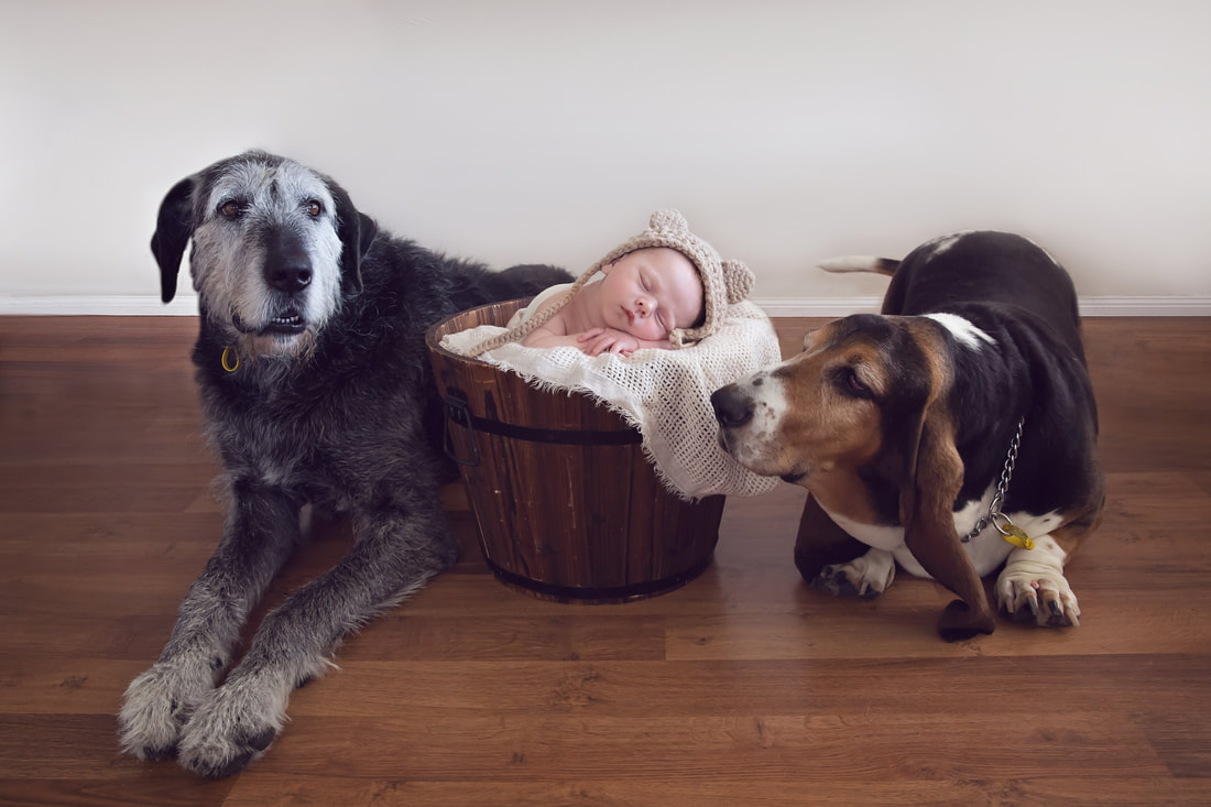 Tiny Feet Photography Newborn baby posing in buckets with 2 pet dogs!