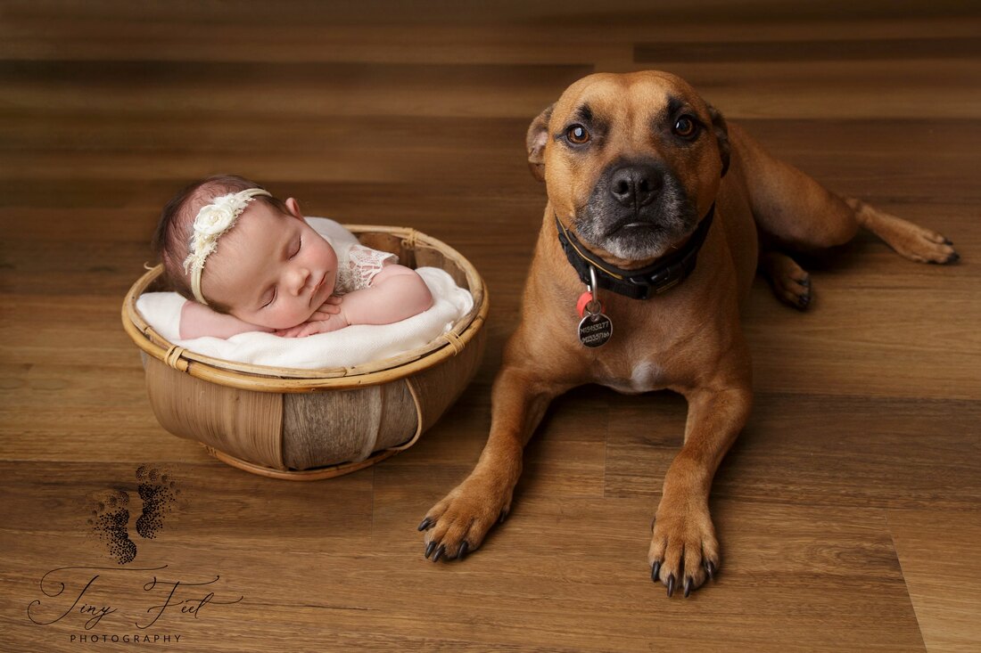 Tiny Feet Photography In home studio newborn session with their fur baby