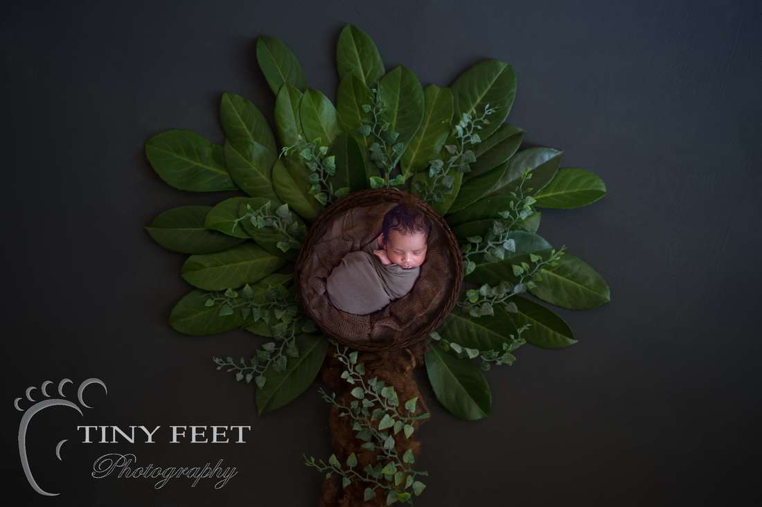 Tiny Feet Photography newborn baby posed in tree digital backdrop 